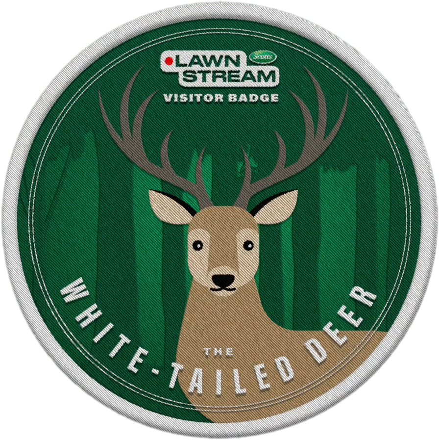 WHITE-TAILED DEER